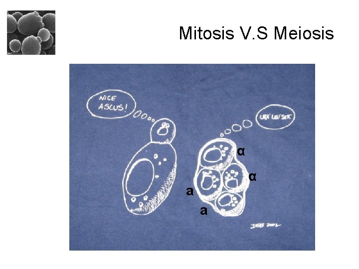 Mitosis V. S Meiosis α α a a 