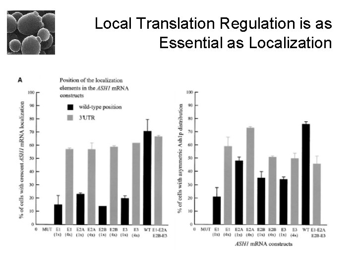 Local Translation Regulation is as Essential as Localization 