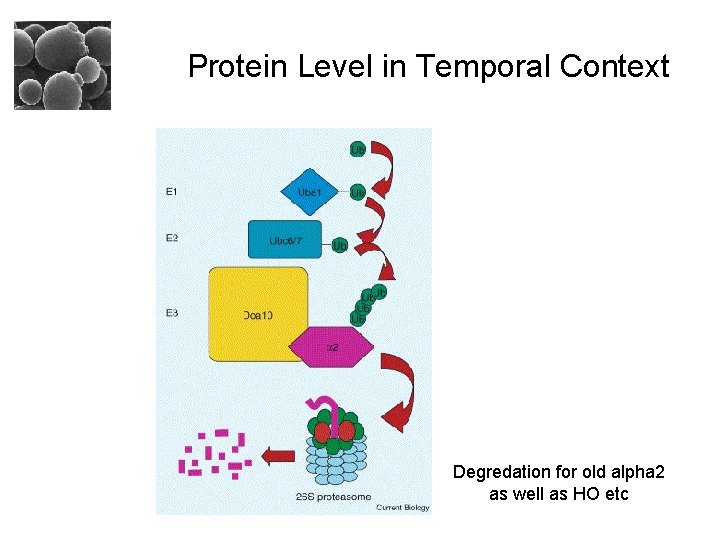 Protein Level in Temporal Context Degredation for old alpha 2 as well as HO