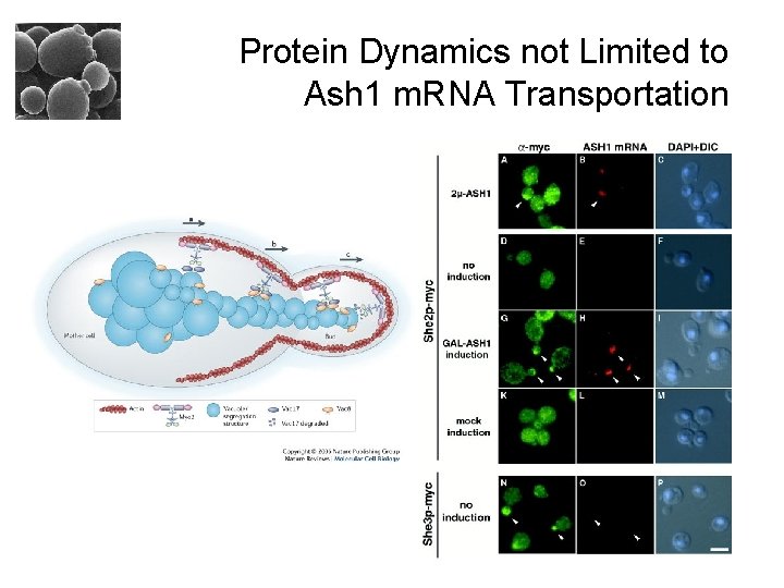 Protein Dynamics not Limited to Ash 1 m. RNA Transportation 