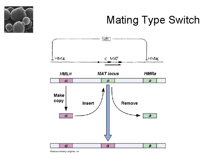 Mating Type Switch 