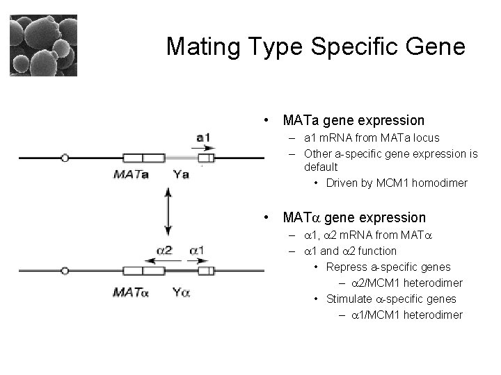 Mating Type Specific Gene • MATa gene expression – a 1 m. RNA from