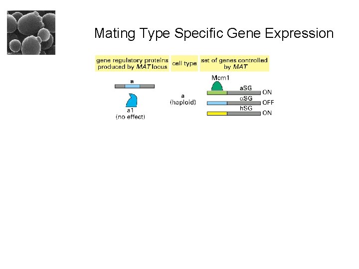 Mating Type Specific Gene Expression 