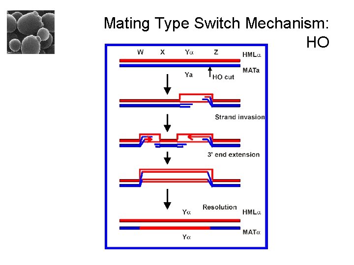 Mating Type Switch Mechanism: HO 