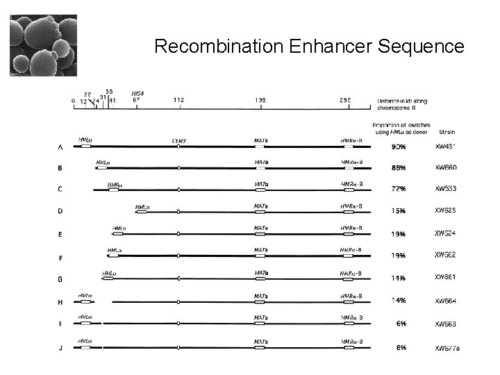 Recombination Enhancer Sequence 