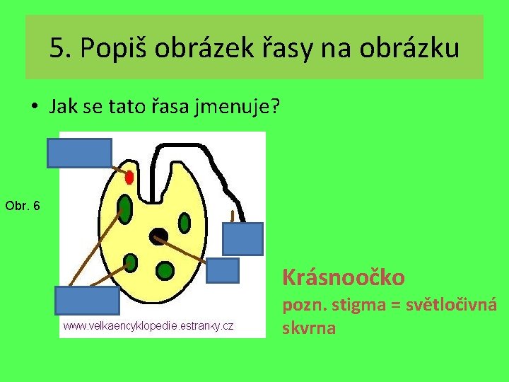 5. Popiš obrázek řasy na obrázku • Jak se tato řasa jmenuje? Světločivná skvrna