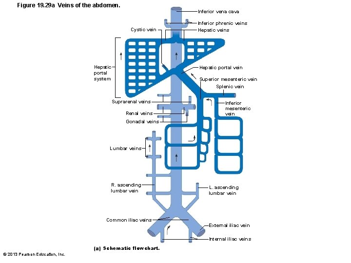 Figure 19. 29 a Veins of the abdomen. Inferior vena cava Cystic vein Hepatic
