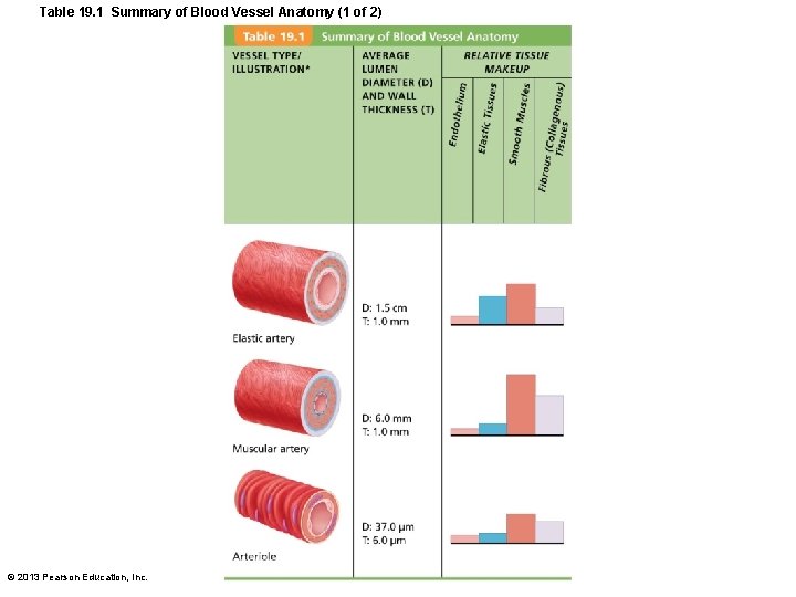 Table 19. 1 Summary of Blood Vessel Anatomy (1 of 2) © 2013 Pearson