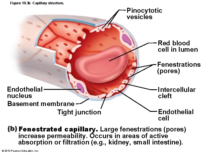 Figure 19. 3 b Capillary structure. Pinocytotic vesicles Red blood cell in lumen Fenestrations