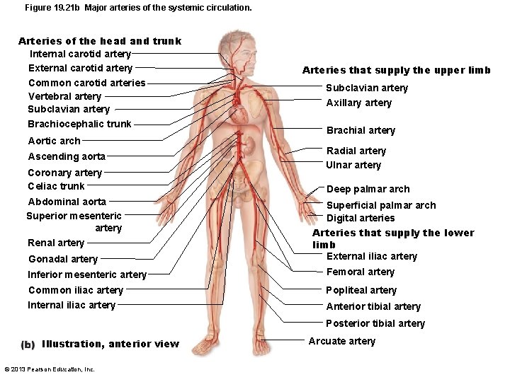 Figure 19. 21 b Major arteries of the systemic circulation. Arteries of the head