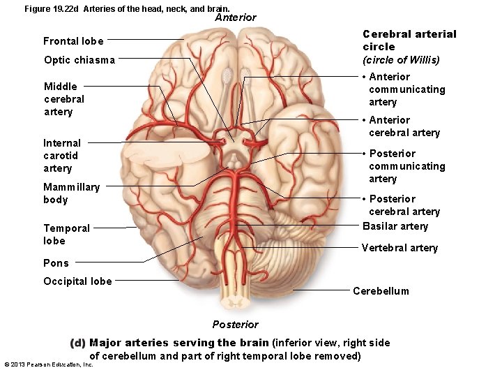 Figure 19. 22 d Arteries of the head, neck, and brain. Anterior Cerebral arterial
