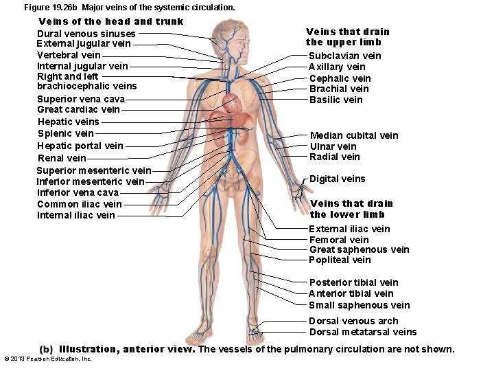 Figure 19. 26 b Major veins of the systemic circulation. Veins of the head