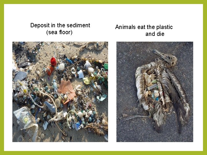 Deposit in the sediment (sea floor) Animals eat the plastic and die 