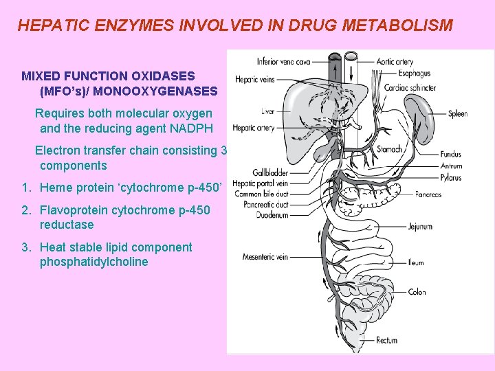 HEPATIC ENZYMES INVOLVED IN DRUG METABOLISM MIXED FUNCTION OXIDASES (MFO’s)/ MONOOXYGENASES Requires both molecular