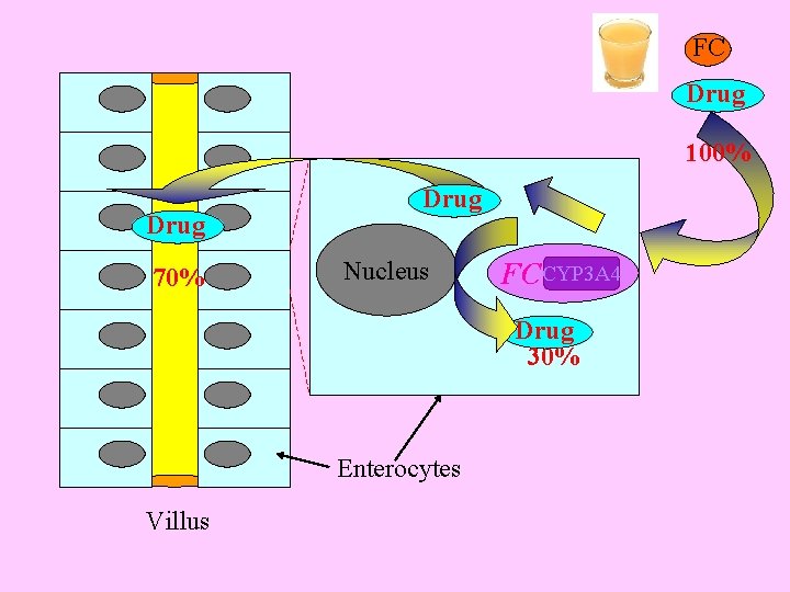 FC Drug 100% Drug 70% Drug Nucleus FCCYP 3 A 4 Drug 30% Enterocytes