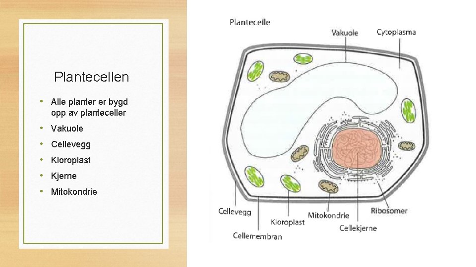 Plantecellen • Alle planter er bygd opp av planteceller • Vakuole • Cellevegg •