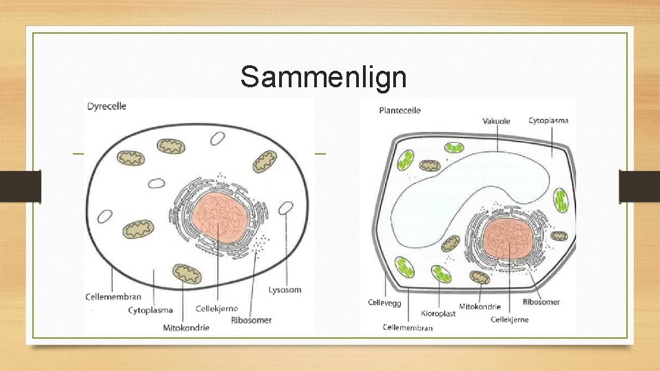 Sammenlign 