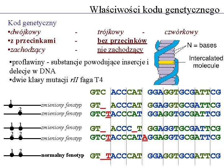 Właściwości kodu genetycznego Kod genetyczny • dwójkowy • z przecinkami • zachodzący - trójkowy
