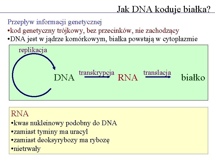 Jak DNA koduje białka? Przepływ informacji genetycznej • kod genetyczny trójkowy, bez przecinków, nie