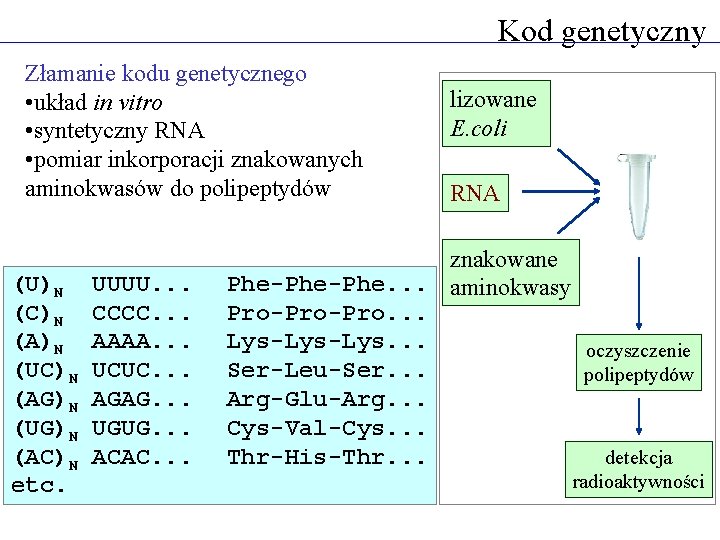 Kod genetyczny Złamanie kodu genetycznego • układ in vitro • syntetyczny RNA • pomiar