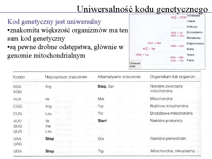 Uniwersalność kodu genetycznego Kod genetyczny jest uniwersalny • znakomita większość organizmów ma ten sam