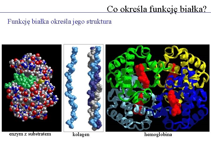 Co określa funkcję białka? Funkcję białka określa jego struktura enzym z substratem kolagen hemoglobina