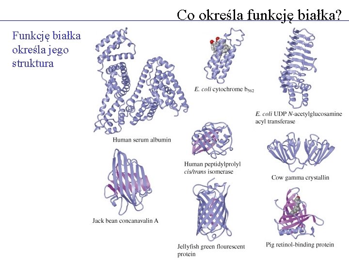 Co określa funkcję białka? Funkcję białka określa jego struktura 