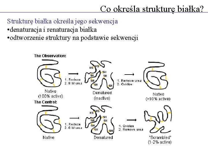 Co określa strukturę białka? Strukturę białka określa jego sekwencja • denaturacja i renaturacja białka