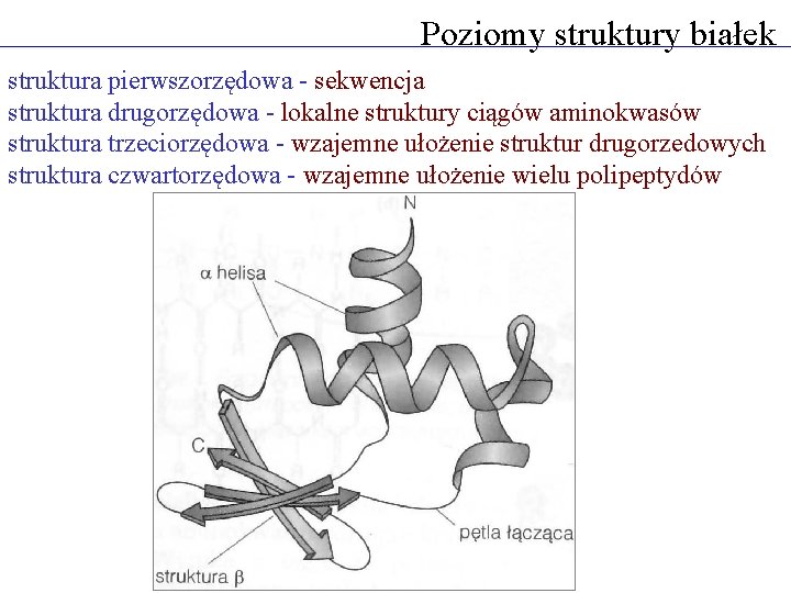 Poziomy struktury białek struktura pierwszorzędowa - sekwencja struktura drugorzędowa - lokalne struktury ciągów aminokwasów