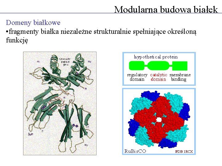 Modularna budowa białek Domeny białkowe • fragmenty białka niezależne strukturalnie spełniające określoną funkcję 