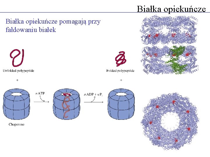 Białka opiekuńcze pomagają przy fałdowaniu białek 