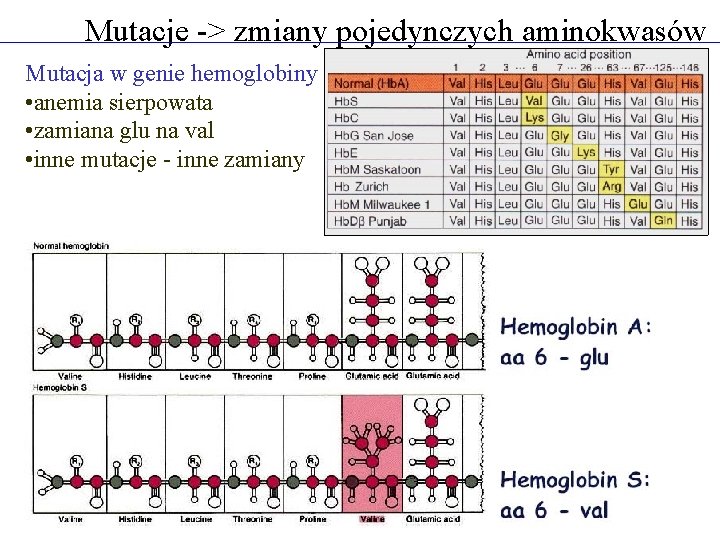 Mutacje -> zmiany pojedynczych aminokwasów Mutacja w genie hemoglobiny • anemia sierpowata • zamiana