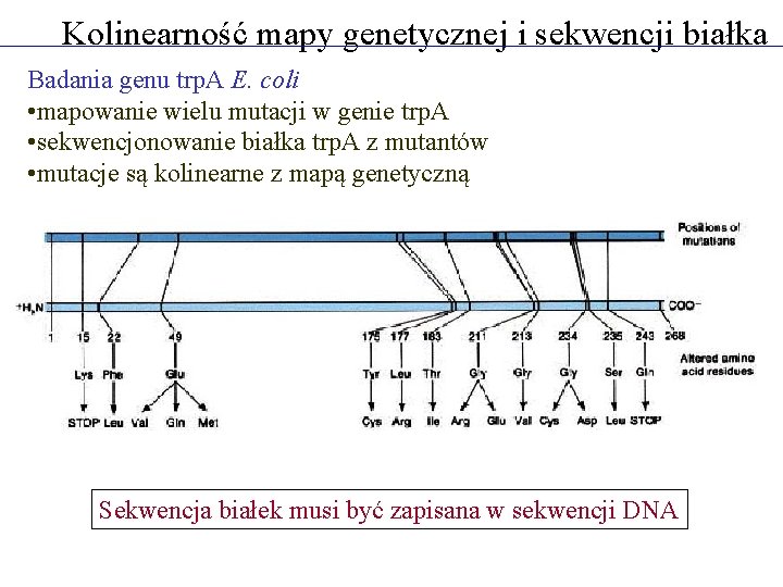 Kolinearność mapy genetycznej i sekwencji białka Badania genu trp. A E. coli • mapowanie