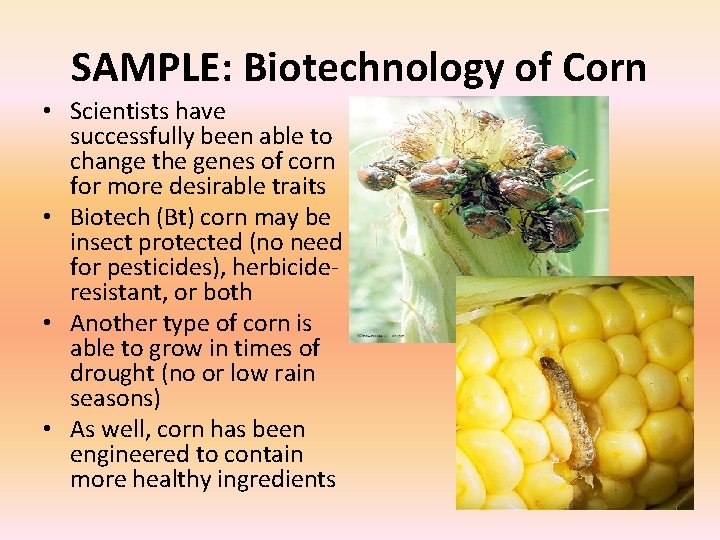 SAMPLE: Biotechnology of Corn • Scientists have successfully been able to change the genes