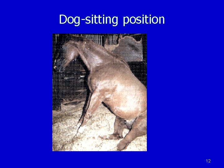 Dog-sitting position 12 