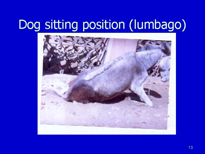 Dog sitting position (lumbago) 13 
