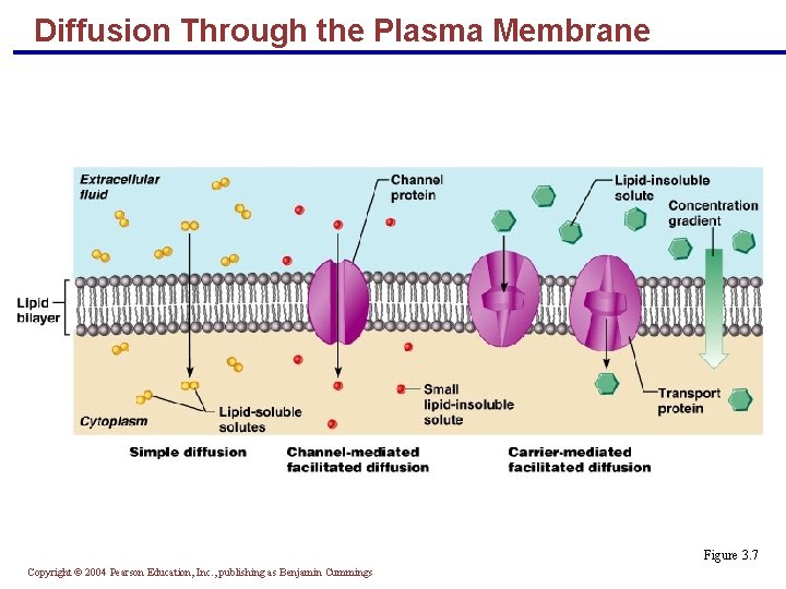 Diffusion Through the Plasma Membrane Figure 3. 7 Copyright © 2004 Pearson Education, Inc.