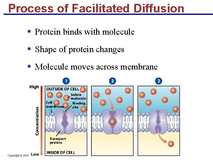 Process of Facilitated Diffusion § Protein binds with molecule § Shape of protein changes