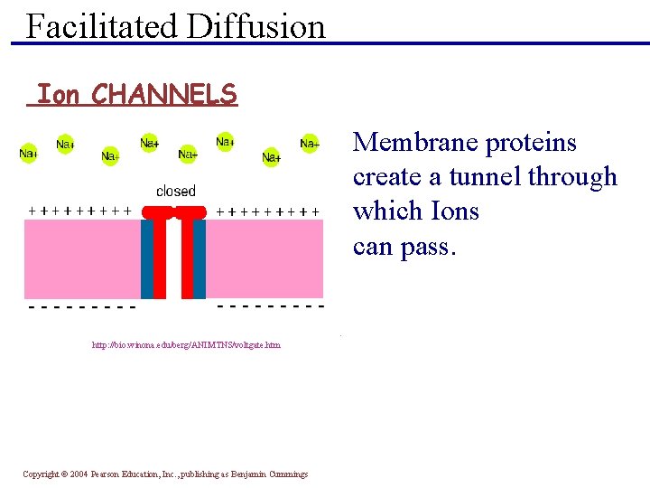 Facilitated Diffusion Ion CHANNELS Membrane proteins create a tunnel through which Ions can pass.