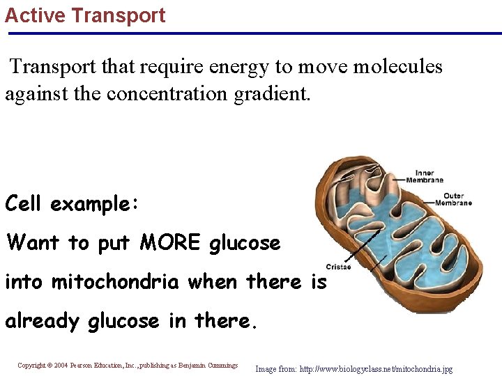 Active Transport that require energy to move molecules against the concentration gradient. Cell example: