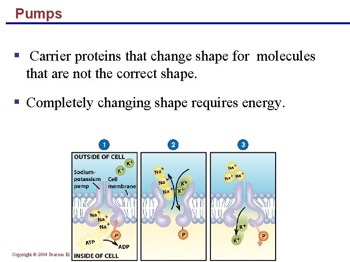 Pumps § Carrier proteins that change shape for molecules that are not the correct