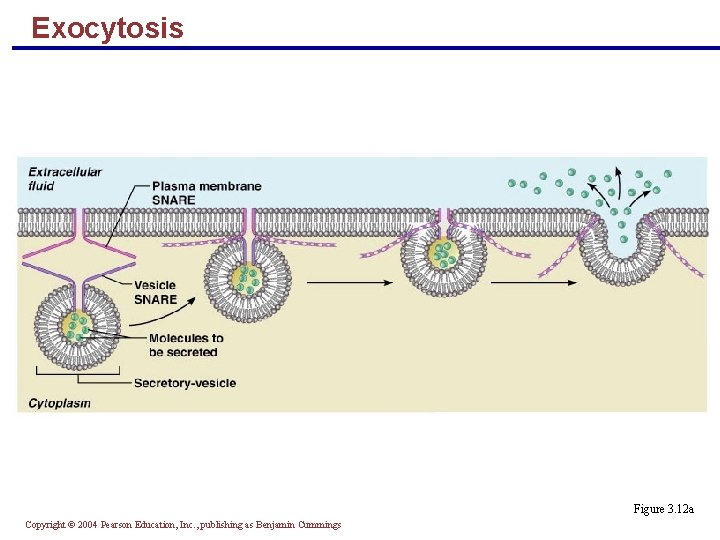 Exocytosis Figure 3. 12 a Copyright © 2004 Pearson Education, Inc. , publishing as