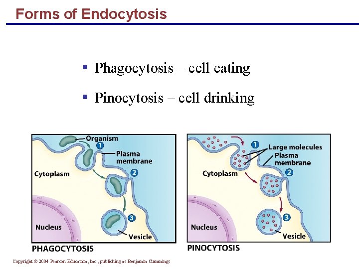 Forms of Endocytosis § Phagocytosis – cell eating § Pinocytosis – cell drinking Copyright