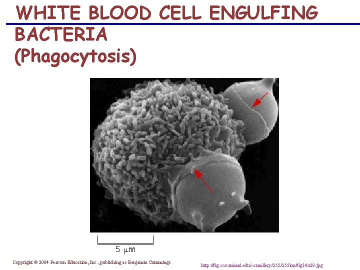 WHITE BLOOD CELL ENGULFING BACTERIA (Phagocytosis) Copyright © 2004 Pearson Education, Inc. , publishing