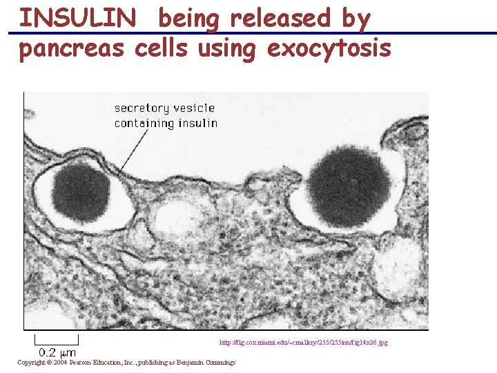 INSULIN being released by pancreas cells using exocytosis http: //fig. cox. miami. edu/~cmallery/255 ion/fig