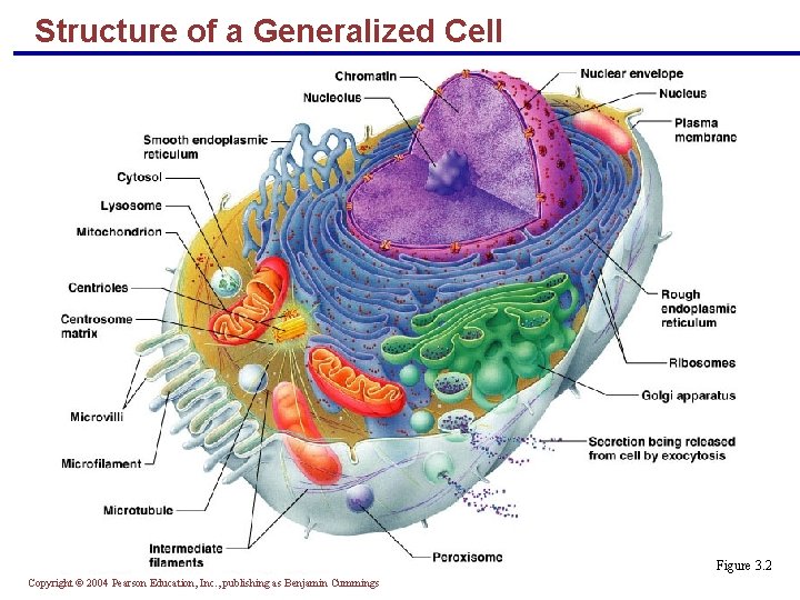 Structure of a Generalized Cell Figure 3. 2 Copyright © 2004 Pearson Education, Inc.