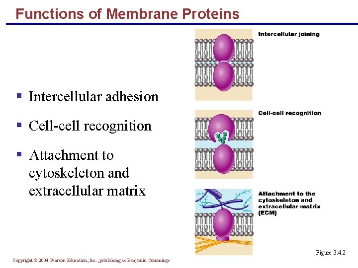 Functions of Membrane Proteins § Intercellular adhesion § Cell-cell recognition § Attachment to cytoskeleton