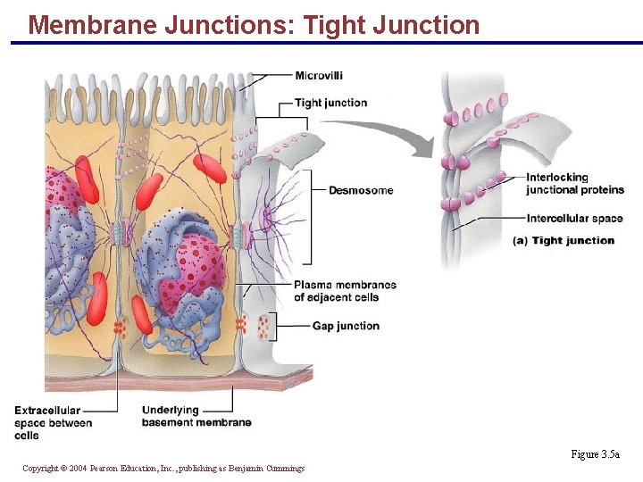 Membrane Junctions: Tight Junction Figure 3. 5 a Copyright © 2004 Pearson Education, Inc.