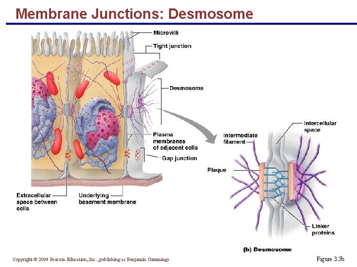 Membrane Junctions: Desmosome Copyright © 2004 Pearson Education, Inc. , publishing as Benjamin Cummings