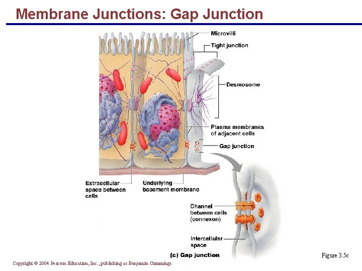 Membrane Junctions: Gap Junction Figure 3. 5 c Copyright © 2004 Pearson Education, Inc.